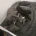 Staffordshire Bull Terrier