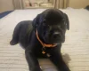 Staffordshire Bull Terrier
