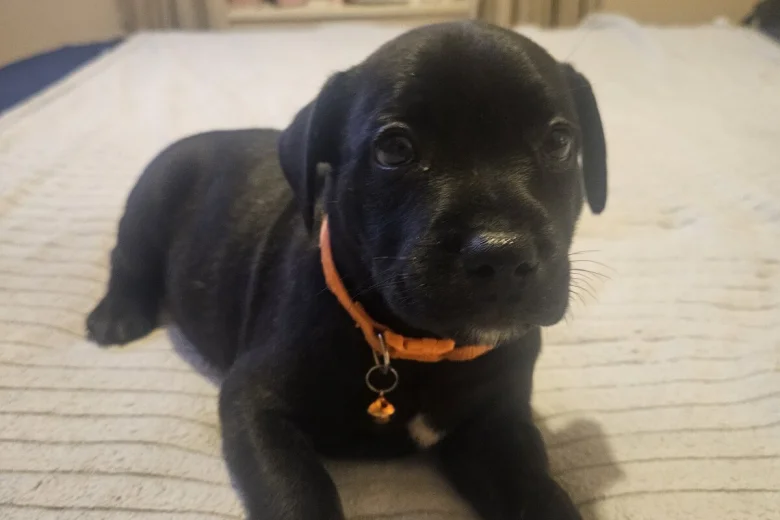 Staffordshire Bull Terrier