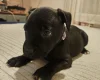 Staffordshire Bull Terrier