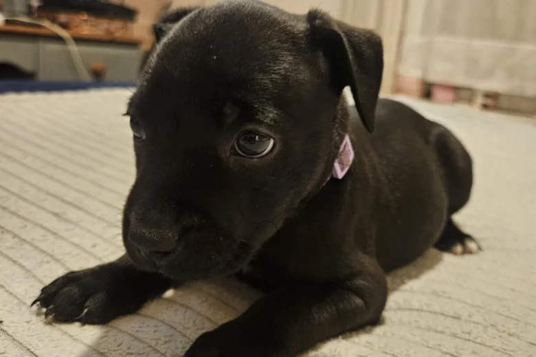Staffordshire Bull Terrier