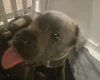 Staffordshire Bull Terrier