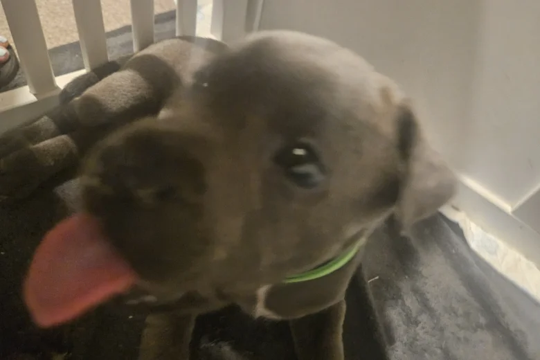 Staffordshire Bull Terrier