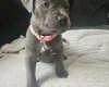 Staffordshire Bull Terrier