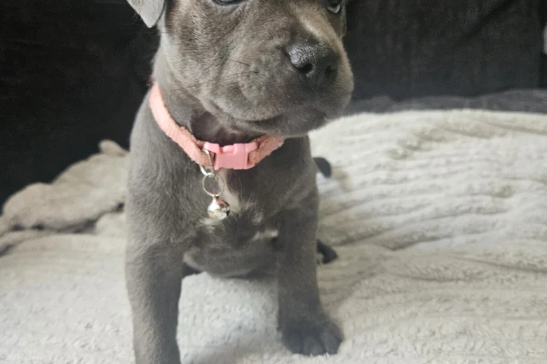 Staffordshire Bull Terrier