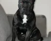 Staffordshire Bull Terrier