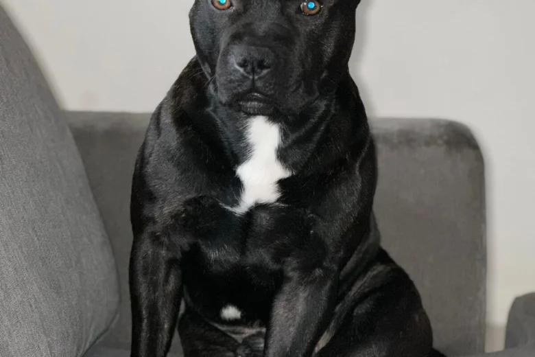 Staffordshire Bull Terrier