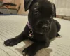 Staffordshire Bull Terrier