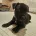 Staffordshire Bull Terrier