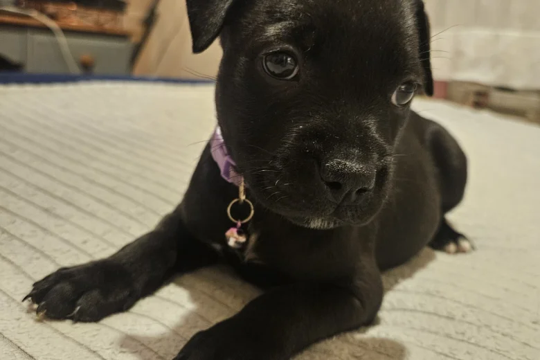 Staffordshire Bull Terrier
