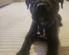 Staffordshire Bull Terrier