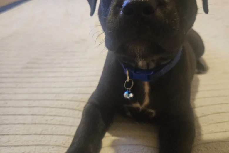 Staffordshire Bull Terrier