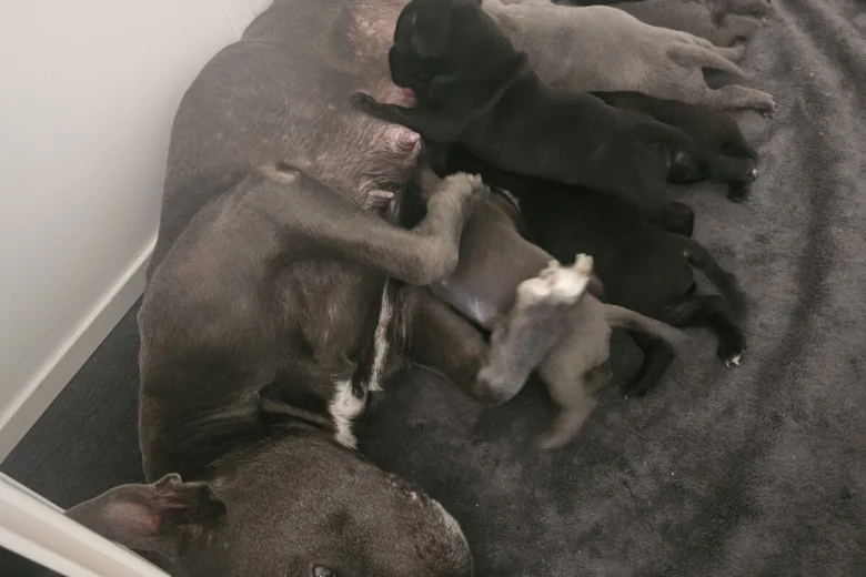 Staffordshire Bull Terrier