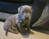 Staffordshire Bull Terrier