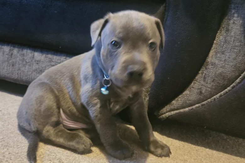 Staffordshire Bull Terrier