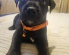 Staffordshire Bull Terrier