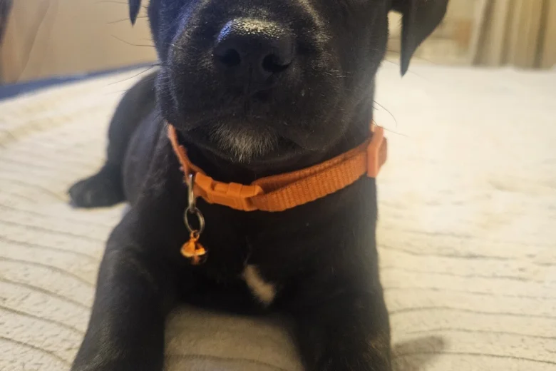 Staffordshire Bull Terrier