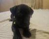 Staffordshire Bull Terrier