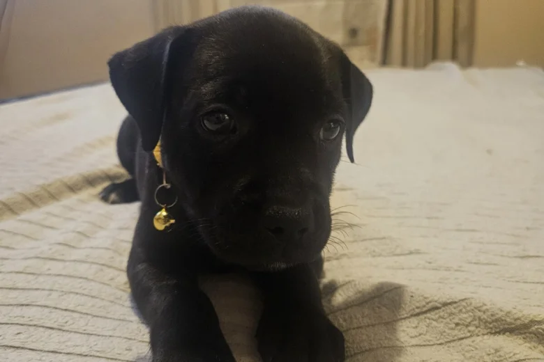 Staffordshire Bull Terrier