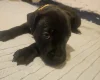 Staffordshire Bull Terrier