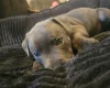 Staffordshire Bull Terrier