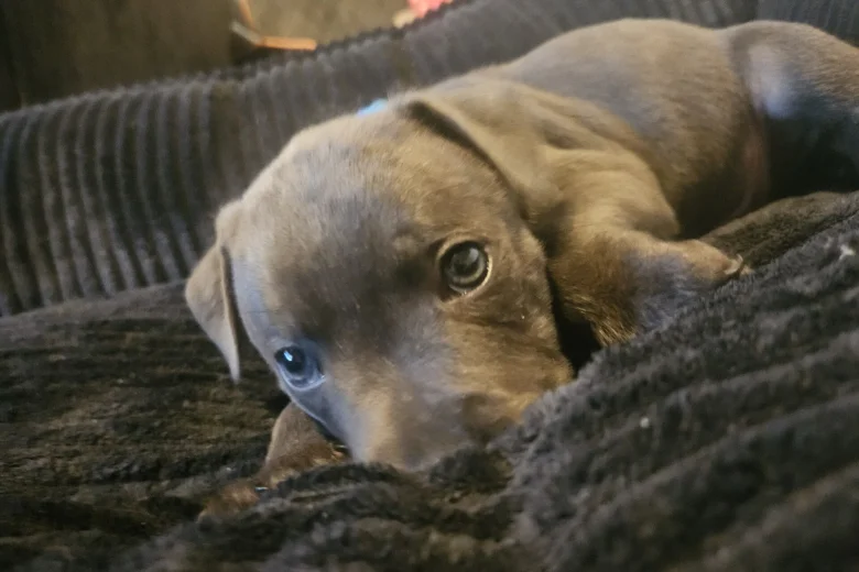 Staffordshire Bull Terrier