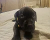 Staffordshire Bull Terrier