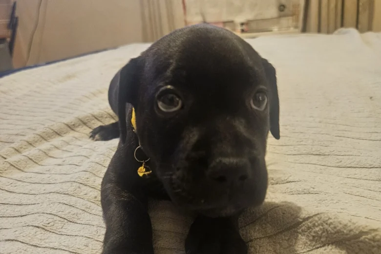 Staffordshire Bull Terrier