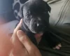 Staffordshire Bull Terrier