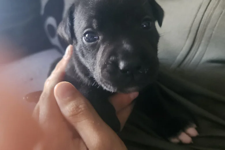 Staffordshire Bull Terrier
