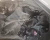 Staffordshire Bull Terrier