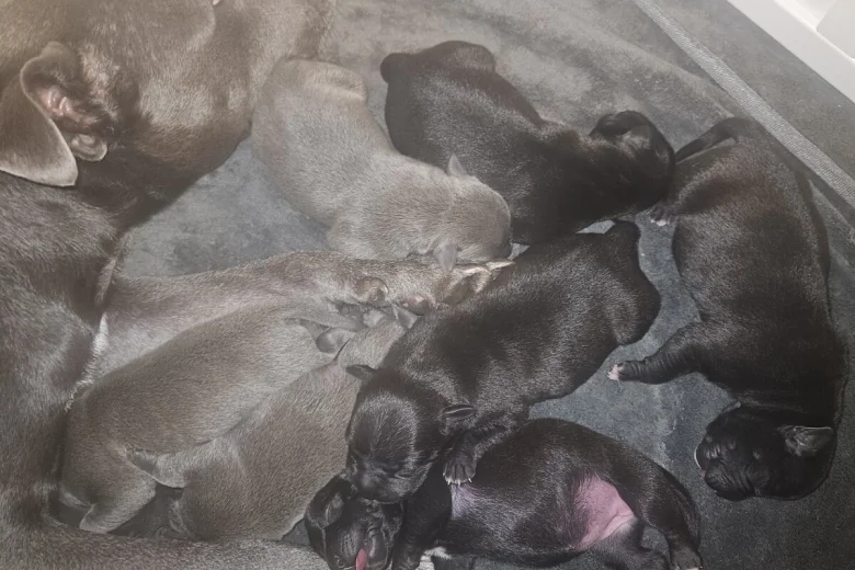 Staffordshire Bull Terrier