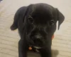 Staffordshire Bull Terrier
