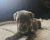Staffordshire Bull Terrier