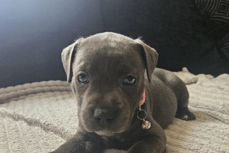 Staffordshire Bull Terrier