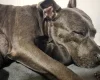 Staffordshire Bull Terrier