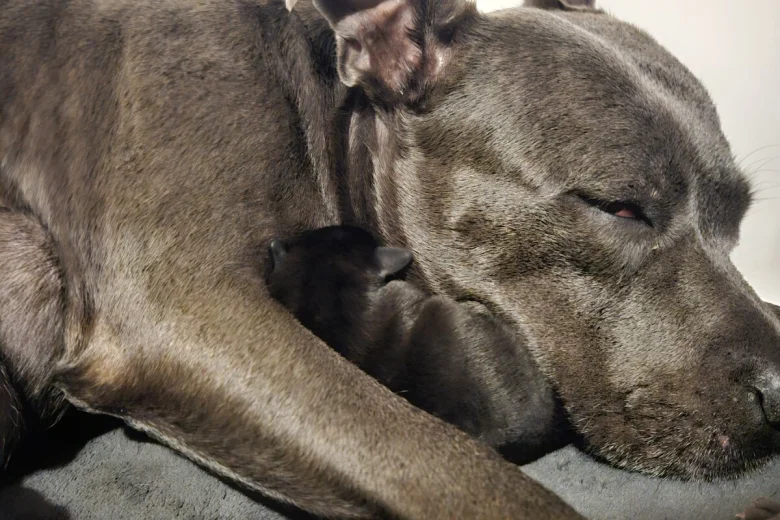 Staffordshire Bull Terrier