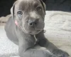Staffordshire Bull Terrier
