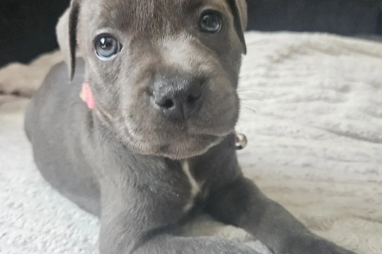 Staffordshire Bull Terrier