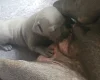 Staffordshire Bull Terrier
