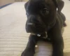 Staffordshire Bull Terrier