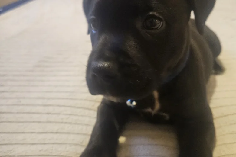 Staffordshire Bull Terrier