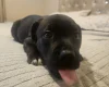 Staffordshire Bull Terrier