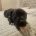 Staffordshire Bull Terrier