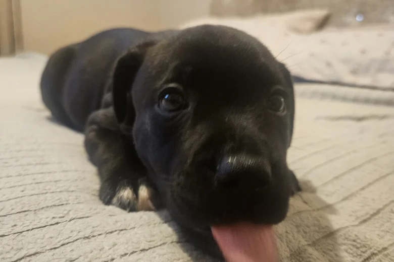 Staffordshire Bull Terrier