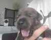 Staffordshire Bull Terrier