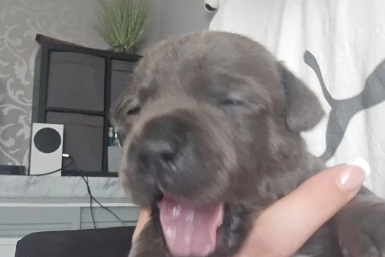 Staffordshire Bull Terrier