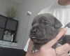 Staffordshire Bull Terrier