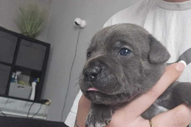 Staffordshire Bull Terrier