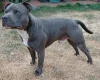 Staffordshire Bull Terrier